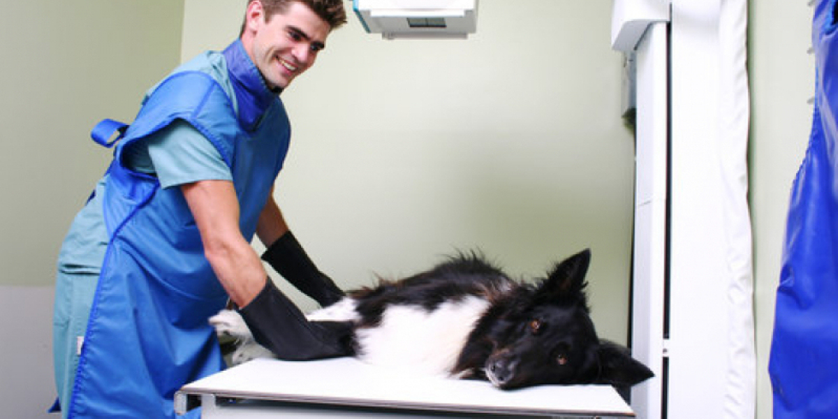 Dog Allergy Testing: How Much Does It Cost & Is It Worth It?