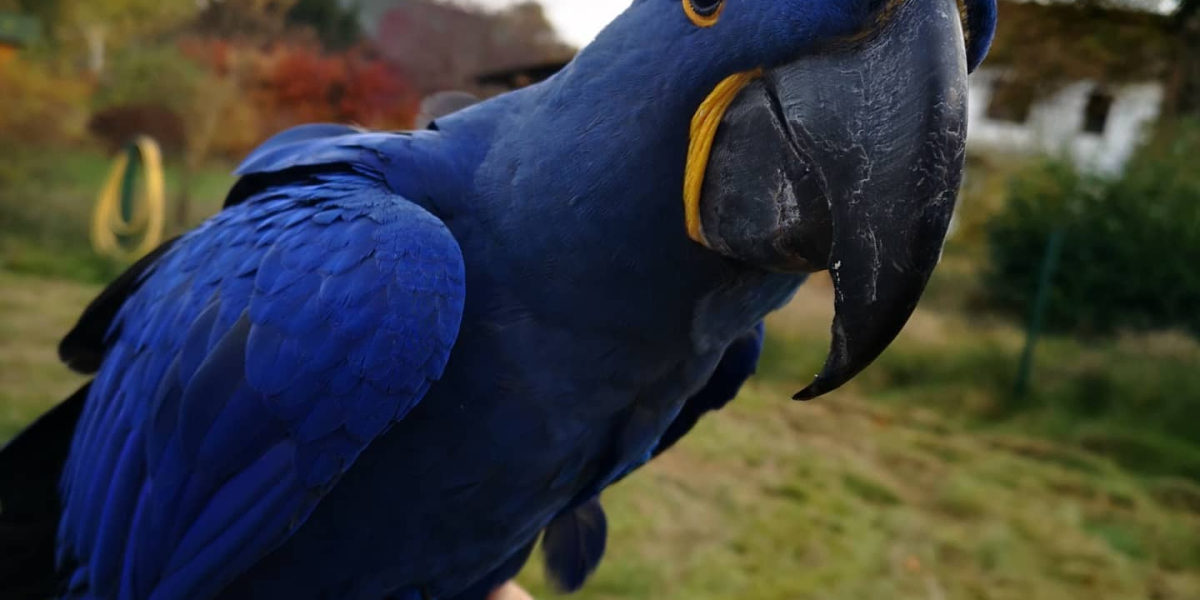 5 Conspiracy Theories About Hahns Macaw For Sale You Should Stay Clear Of