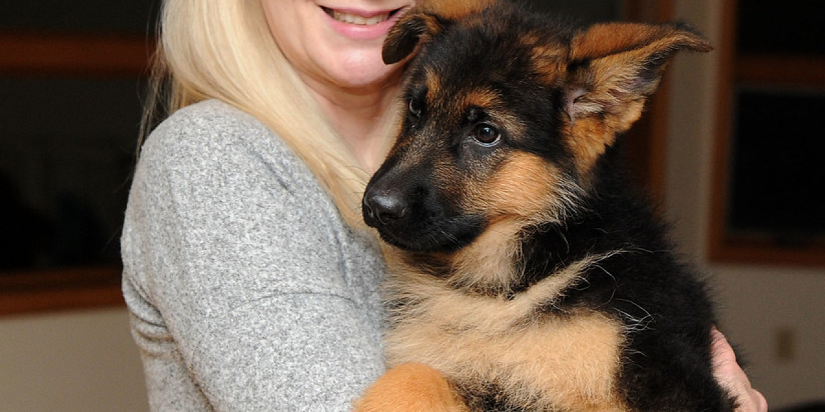 Schäferhunde Kaufen: Ein Ratgeber für zukünftige Besitzer