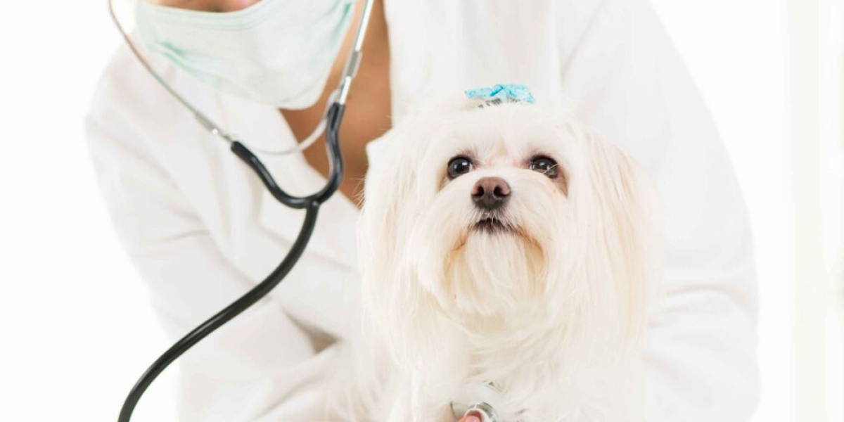 Why Routine Dental Care Could Be the Best Thing You Do for Your Pet This Year