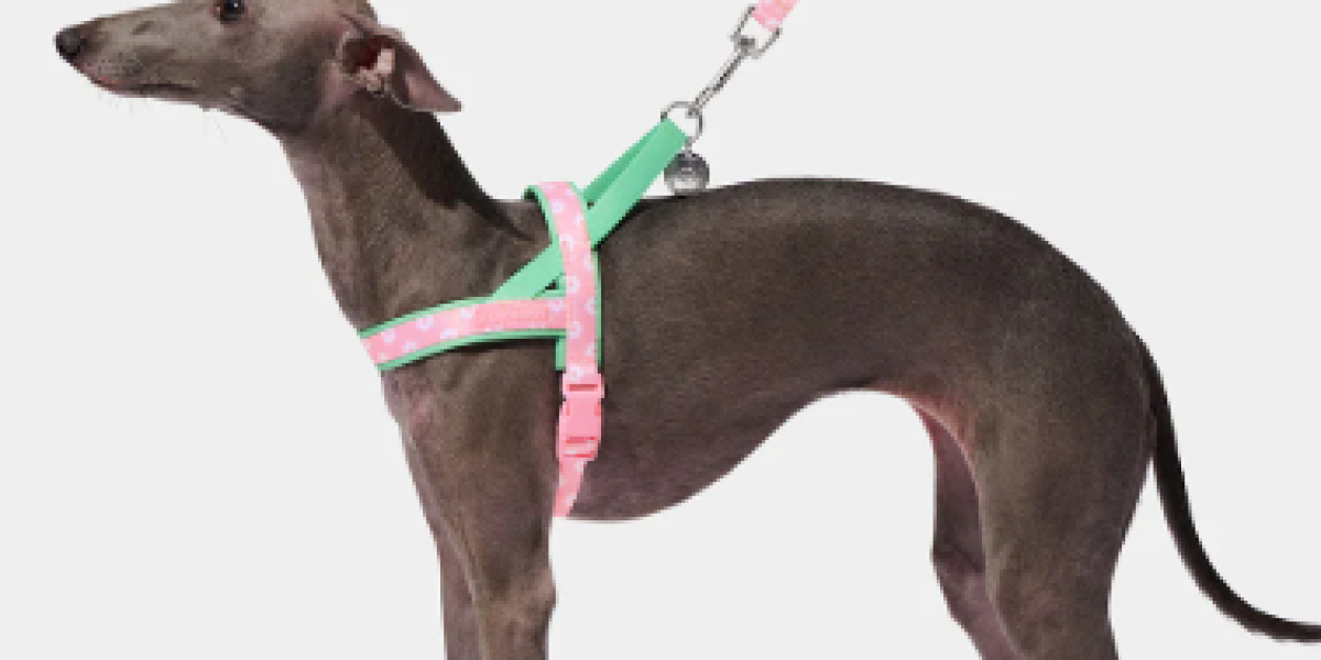 Behind the Scenes of a High-Quality China Pet Collar