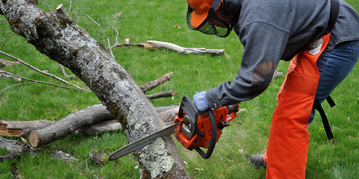 How to Prepare Your Hull Garden for Tree Removal Services