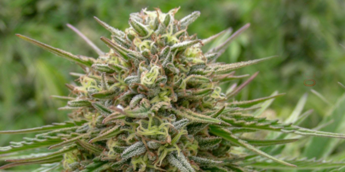 What Are Cannabis Terpenes and Why They Matter