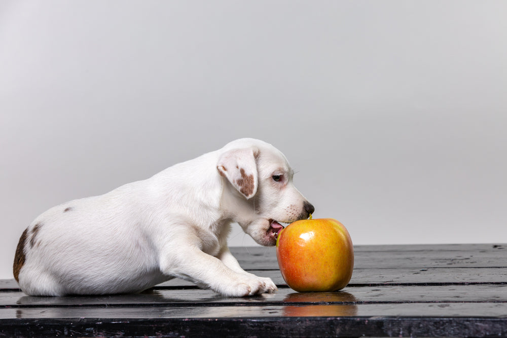 Can Dogs Eat Apples?