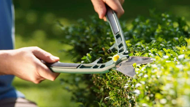 Hedge trimming | Hedge trimming Services Tarneit, VIC